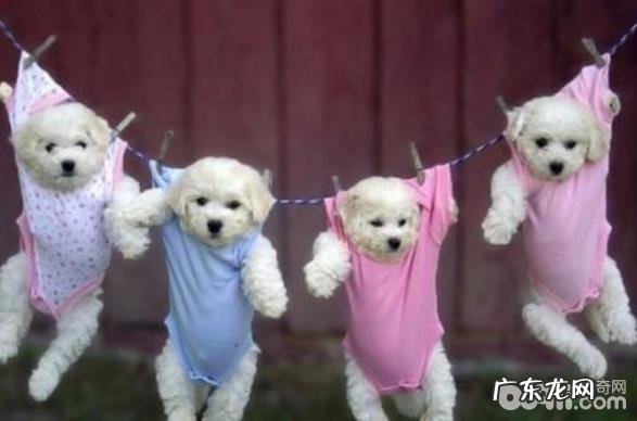 比熊性情如何?比熊性情怎么样?