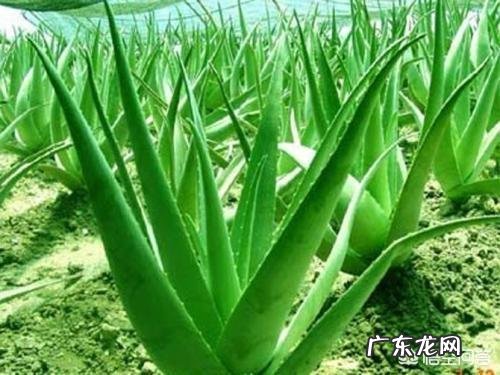 春季排毒减肥食物有哪些？