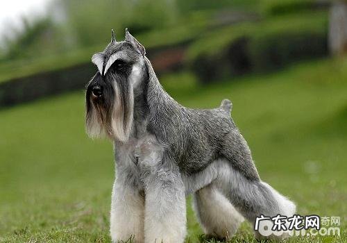 喂养雪纳瑞的小宠物主一定要留意这几个方面