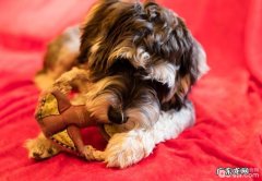 喂养雪纳瑞的小宠物主一定要留意这几个方面