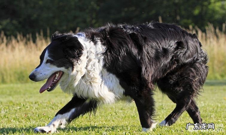 六大缘故对你说为什么不养边境牧羊犬