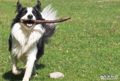 六大缘故对你说为什么不养边境牧羊犬