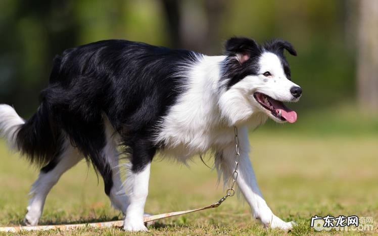 六大缘故对你说为什么不养边境牧羊犬