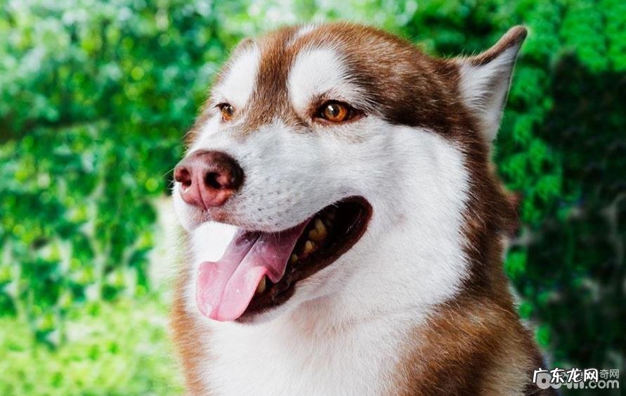 什么缘故会造成 小狗鼻部并不是灰黑色的?