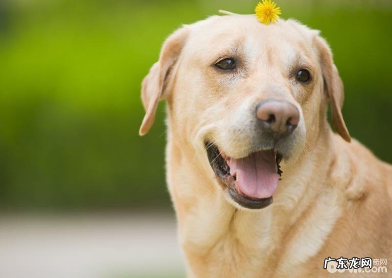 什么缘故会造成 小狗鼻部并不是灰黑色的?