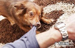 小狗得了狂犬病毒，还能活下吗？