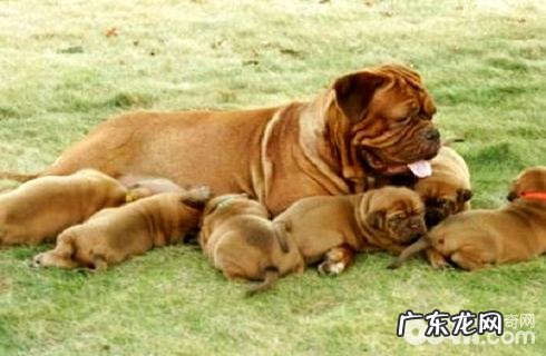 荷兰波尔多犬如何？荷兰波尔多犬详细介绍