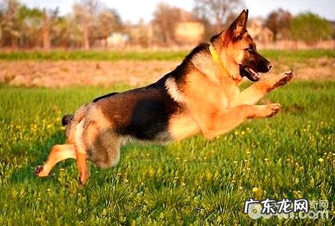 狗粮怎么选择？喂狗粮的方法