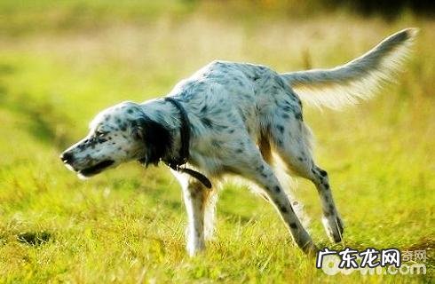 美国雪达犬如何喂养?美国雪达犬喂养常见问题