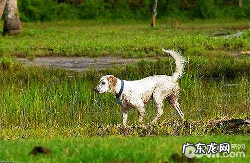 美国雪达犬如何喂养?美国雪达犬喂养常见问题