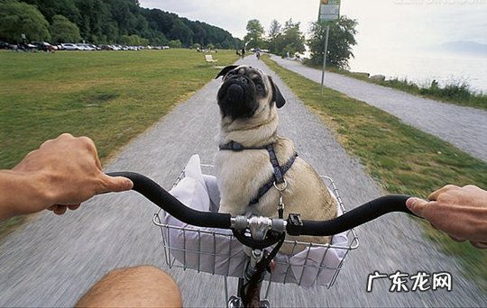 非纯种八哥犬怎么辨别?非纯种八哥犬鉴别