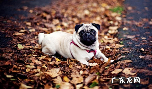 非纯种八哥犬怎么辨别?非纯种八哥犬鉴别