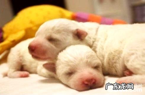 狗粮怎么泡？泡犬粮的方法