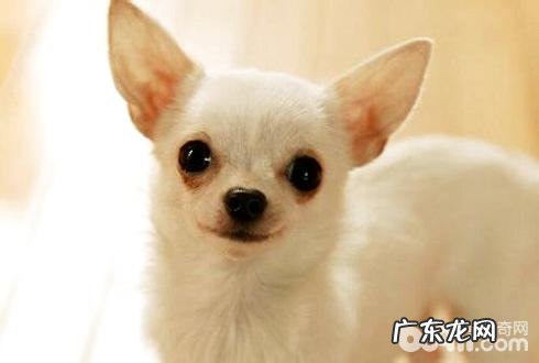 吉娃娃寿命多少年?增加吉娃娃寿命的方式