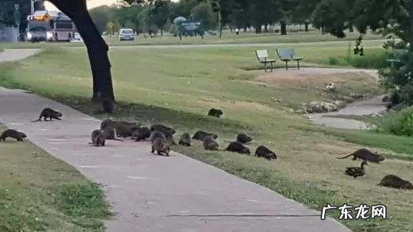 一只母老鼠卖3万块,四川这个农民30年前,是怎样骗了几万家庭的?