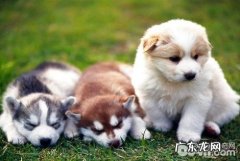 养狗的坏处有什么？养宠物弊端汇总