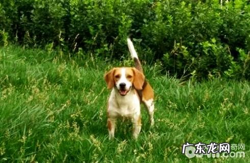 比格犬智商高吗?比格犬智商排行