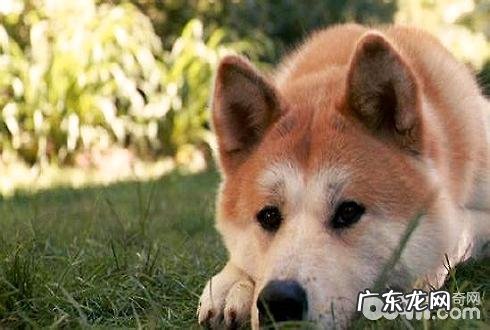 秋田犬智商如何？秋田犬智商剖析