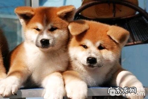 世界上最贵的小狗你清楚吗?世界上最贵的五种小狗汇总