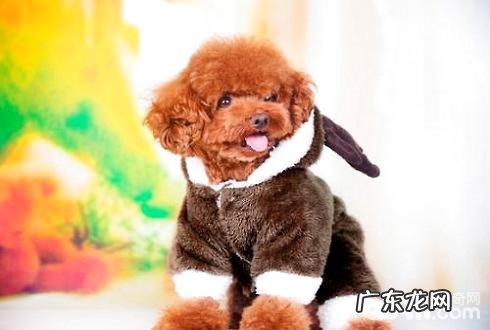 泰迪犬冬季如何喂养 小泰迪冬季必须穿着打扮吗