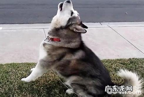 狗像狼一样哀嚎不吉利吗