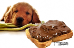 为何狗狗不能吃朱古力？