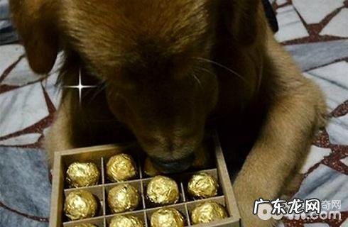 为何狗狗不能吃朱古力?