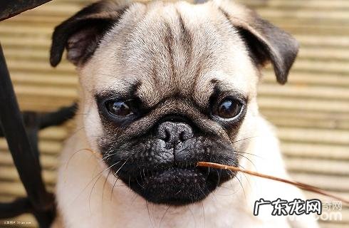 养巴哥犬必须注意什么?