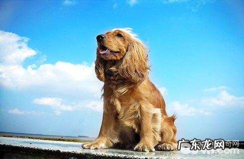 可卡犬性情好么?多少钱一只?