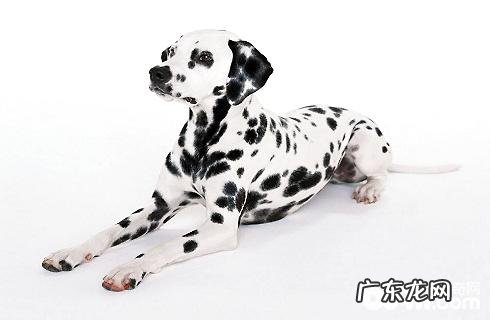 什么大型狗合适家中去养？