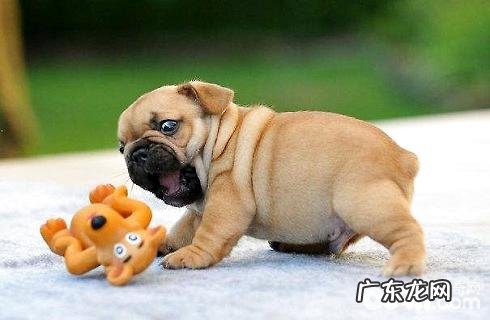 美国斗牛犬好养吗?智力如何?