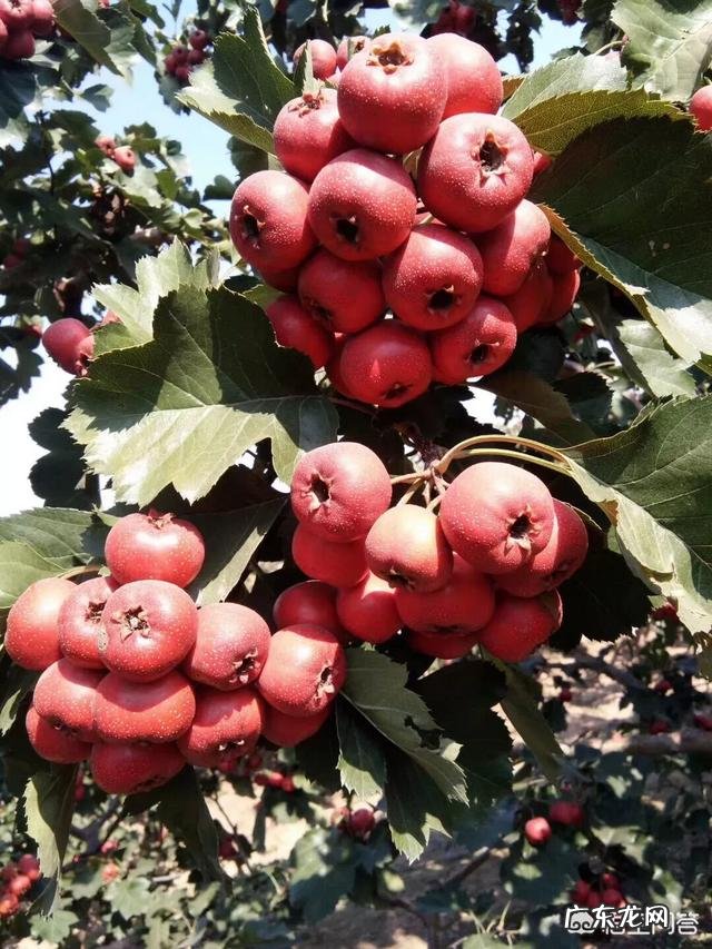 山楂和苹果梨一起食用有哪些好处?