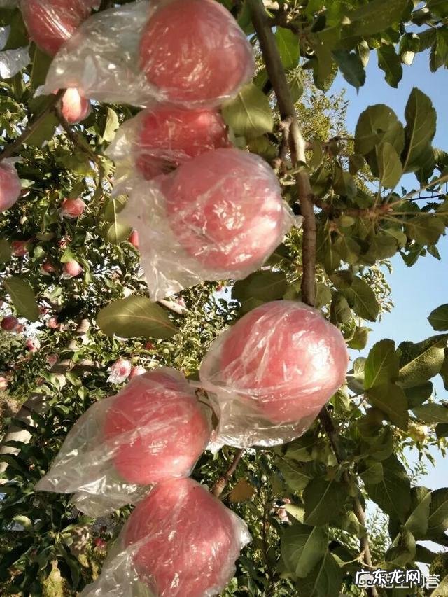 山楂和苹果梨一起食用有哪些好处?