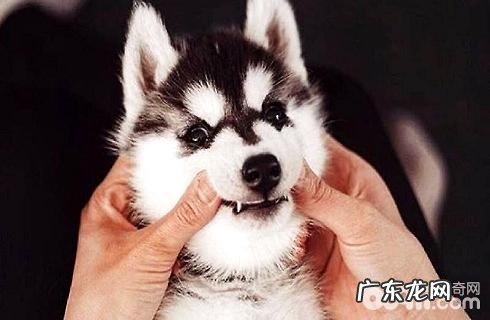 金毛的智力能打一些？