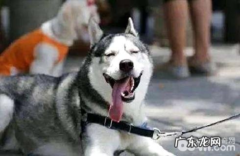 金毛的智力能打一些？