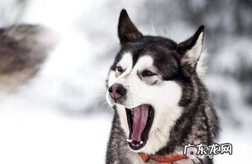 金毛需要多少钱才可以买?