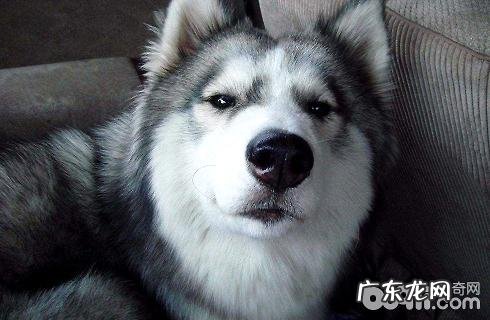 金毛需要多少钱才可以买?