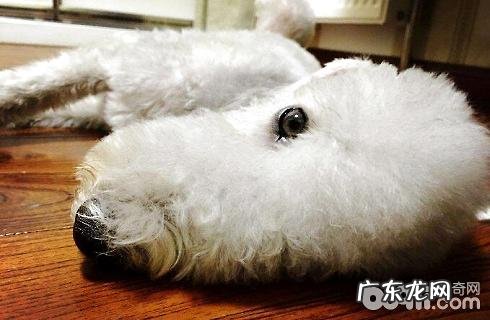 贝灵顿梗犬 我国限养的犬品种