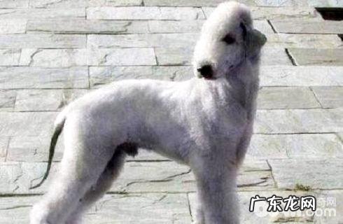 贝灵顿梗犬 我国限养的犬品种