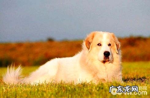 竟然也有大白熊狗狗?