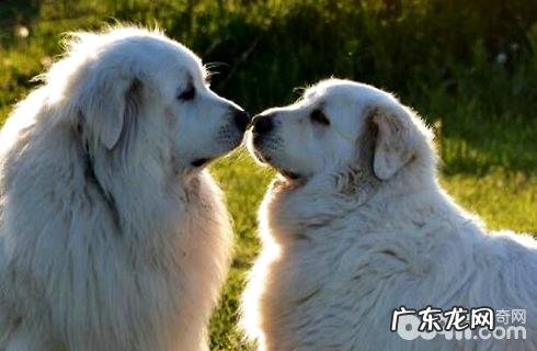 竟然也有大白熊狗狗?