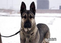 狼青犬和德牧哪一个凶狠