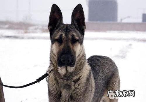 狼青犬和德牧哪一个凶狠