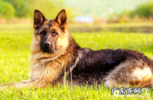 最忠诚的狗有什么？