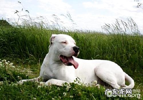 杜高犬合适家里养吗?杜高犬十个别养的原因