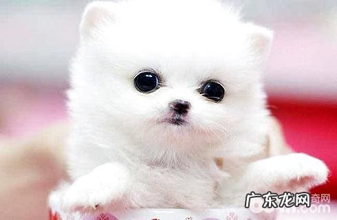 茶杯犬会生长大吗？