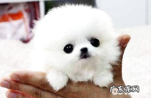 茶杯犬会生长大吗？