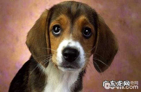 什么物品比熊犬不能吃？