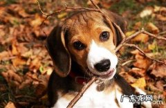 什么物品比熊犬不能吃？