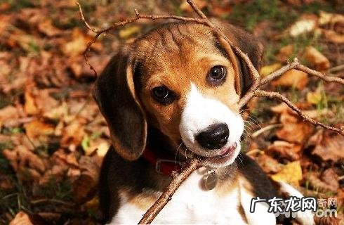 什么物品比熊犬不能吃？